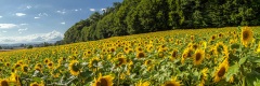 20080720_298