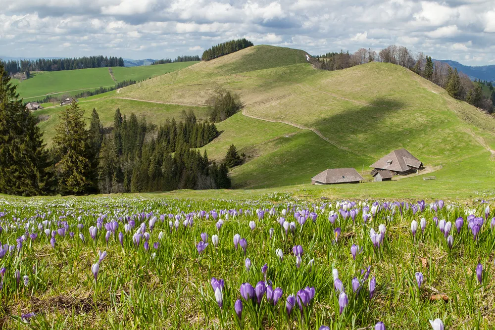 Die Emmentalbilder von unserem Fotografen Roland Spring erfreuen unsere Kunden schweizweit.