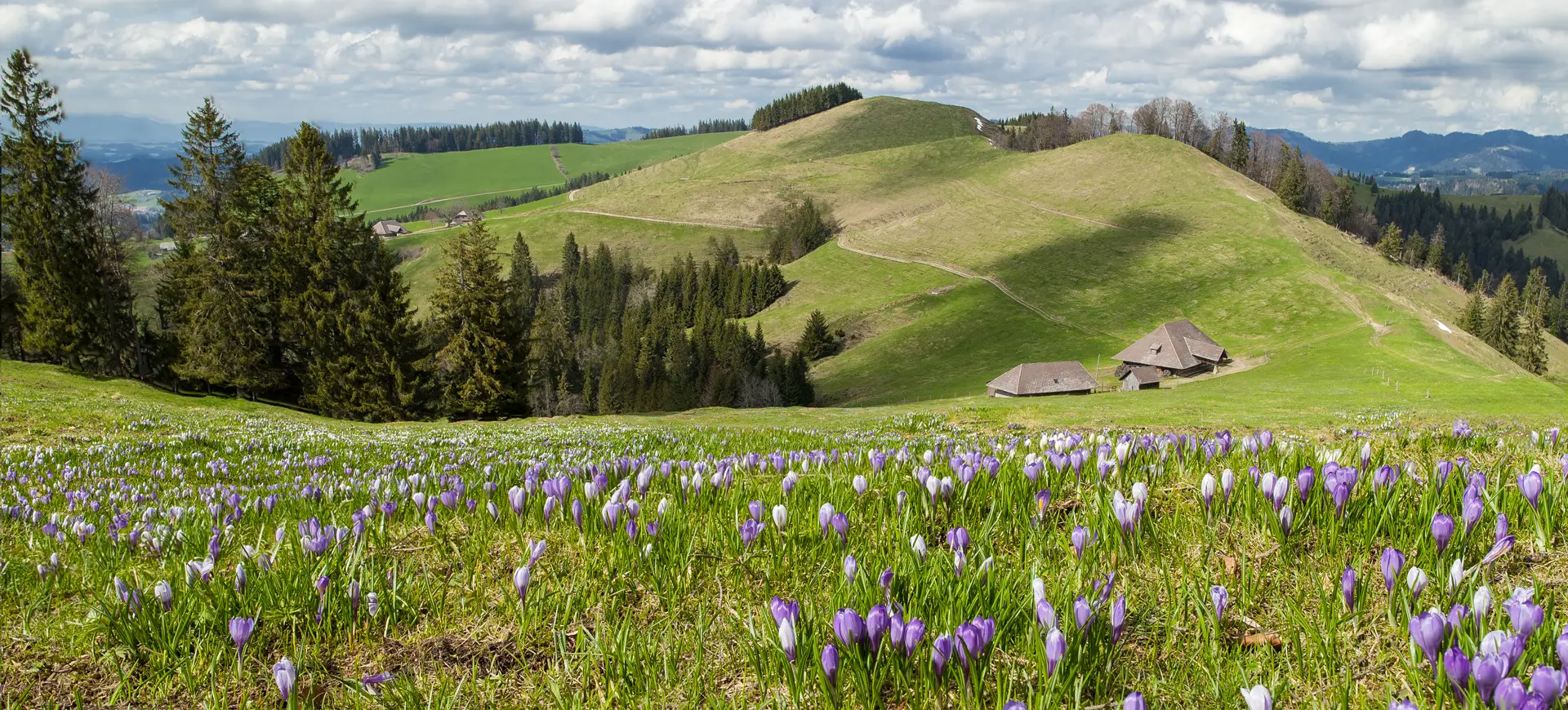 Fotoatelier Spring Emmentalbilder Desktop