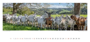 Emmentalkalender 2027 Wandkalender05